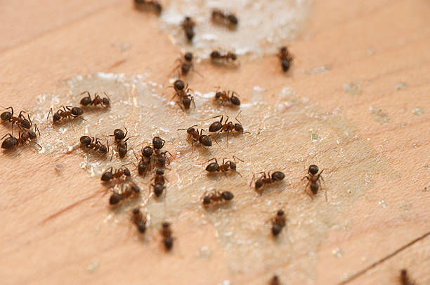 Best Cockroach Control Services  in Lakeside, TX
