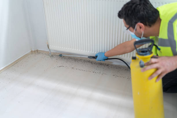 Wasp Removal Services in Lakeside, TX